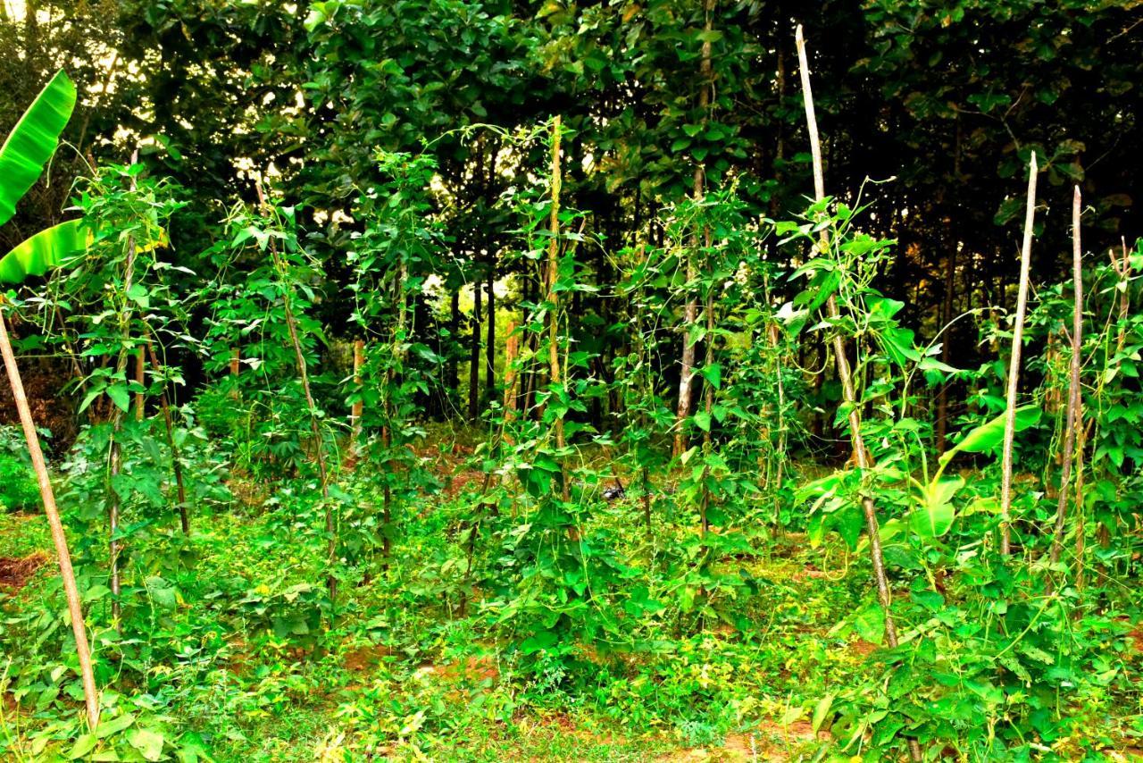 Hotel Wild Heaven Udawalawe Exterior foto